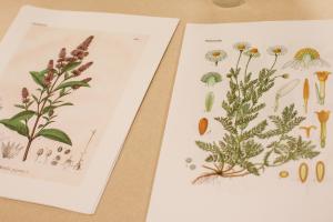 Botanical illustrations of herbs