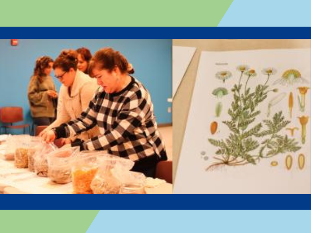 Women placing herbs into bags next to two botanical illustrations